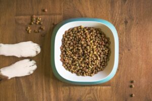 Free Dog Food Dog Bowl photo and picture