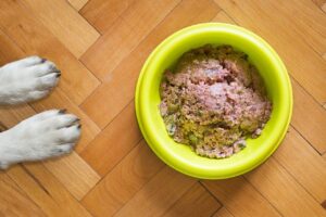 Free Dog Food Dog Bowl photo and picture