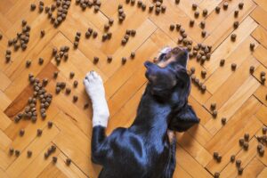 Free Dog Food Dog Kibble photo and picture