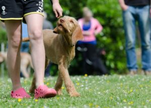 Free Dog School Dog Training photo and picture