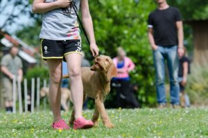 Free Dog School Dog Training photo and picture