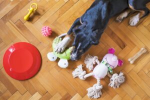 Free Dog Toys Dog Playing photo and picture