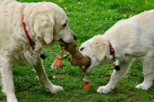 Free Dogs Golden Retriever photo and picture