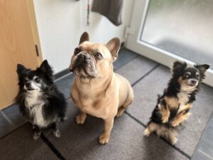 Free Dogs Pack photo and picture