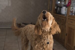 Free Doodle Barking Dog photo and picture