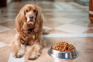 Free English Cocker Spaniel Dog photo and picture