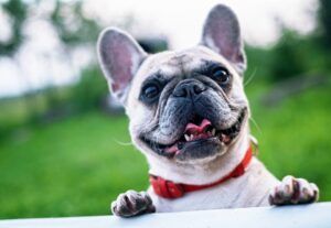 Free French Bulldog Summer photo and picture