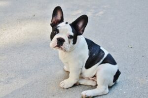 Free French Bulldog Dog photo and picture