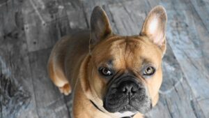 Free French Bulldog Dog photo and picture