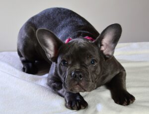 Free French Bulldog Blue Dog photo and picture