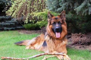 Free German Shepherd Friend photo and picture