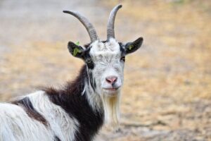 Free Goat Domestic Goat photo and picture