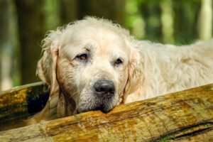 Free Golden Retriever Dog photo and picture