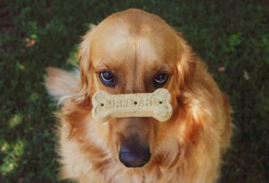 Free Golden Retriever Dog photo and picture