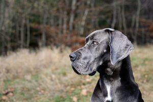 Free Great Dane Portrait photo and picture