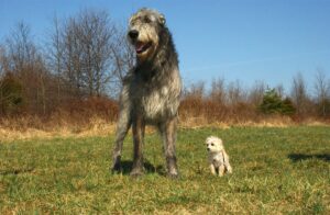 Free Irish Wolfhound Chihuahua Poodle Mix photo and picture