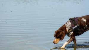 Free K9 Water photo and picture