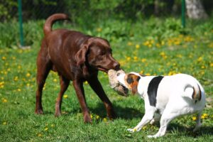 Free Labrador Retriever photo and picture