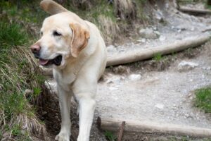 Free Labrador Dog photo and picture