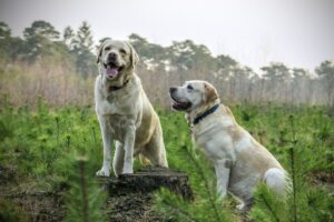 Free Labrador Race photo and picture