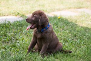 Free Labrador Puppy photo and picture