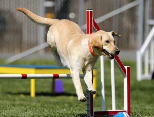 Free Labrador Retriever Agility photo and picture