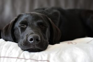 Free Labrador Retriever Dog photo and picture