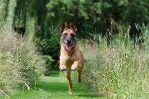 Free Malinois Recall photo and picture