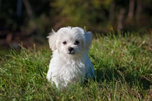 Free Maltese Dog photo and picture