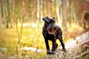 Free Miniature Schnauzer Dog photo and picture