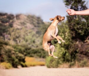 Free Outdoors Dog photo and picture