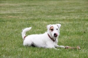 Free Parson Russell Terrier Jack Russell photo and picture