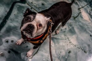 Free Pit Bull Dog photo and picture