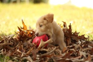 Free Pit Lab Mix Autumn photo and picture