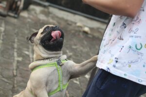 Free Pug Tongue photo and picture