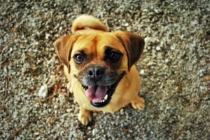 Free Pug Dog photo and picture