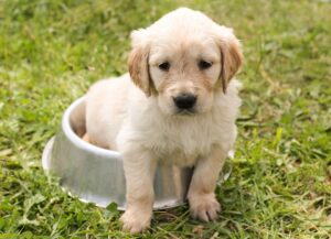 Free Puppy Golden Retriever photo and picture