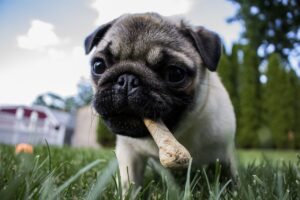 Free Puppy Bone photo and picture