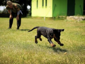 Free Puppy Rottweiler photo and picture