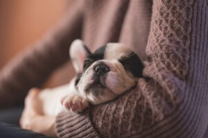 Free Puppy Sleeping photo and picture