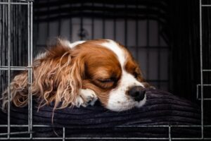 Free Puppy Cocker Spaniel photo and picture