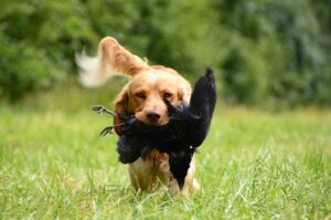 Free Retrieve Dog photo and picture