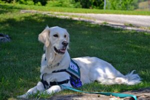 Free Service Dog Dog photo and picture