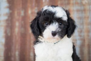 Free Sheepadoodle Dog photo and picture