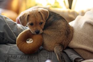 Free Terrier Dog photo and picture