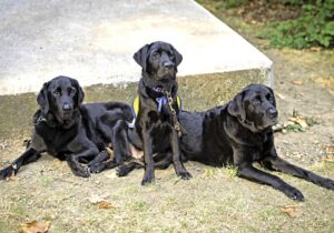 Free Three Generations Of Service Dogs photo and picture