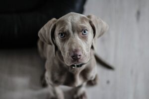 Free Weimaraner Puppy photo and picture