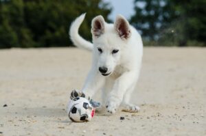 Free White Shepherd Dog Puppy photo and picture