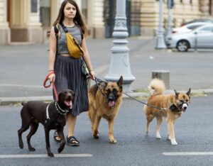 Free Woman Dog Walker photo and picture