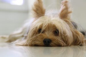 Free Yorkshire Terrier Dog photo and picture